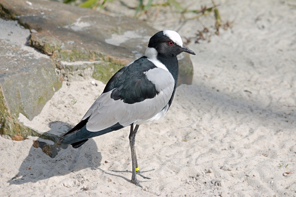 vogels vogel hdr fauna natuur aves zang vliegen vrij